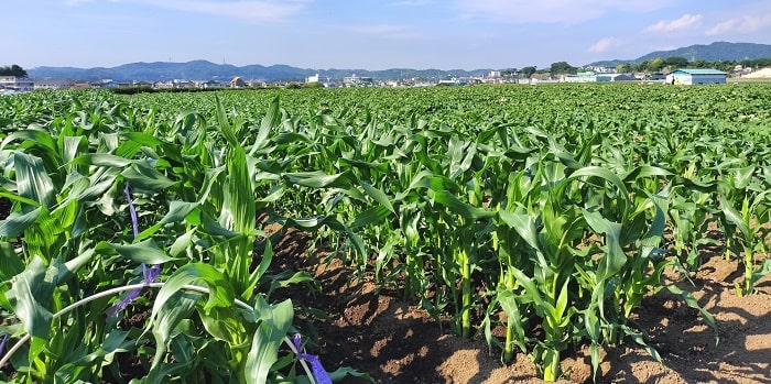 国産・オーガニックな野菜を作っている畑